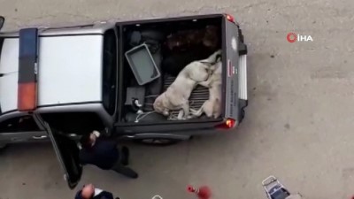 zabita -  Köpekleri pikap araca istiflediler Videosu