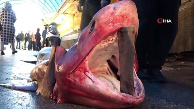 balik pazari -  Mersin’de dev köpekbalığı yakalandı  Videosu