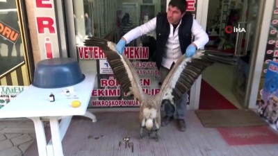 igne tedavisi -  Yaralı akbaba tedavi altına alındı  Videosu