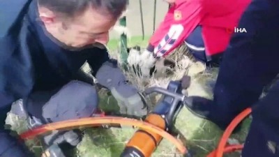 korkuluk -  Başı sıkışan köpeği itfaiye kurtardı Videosu