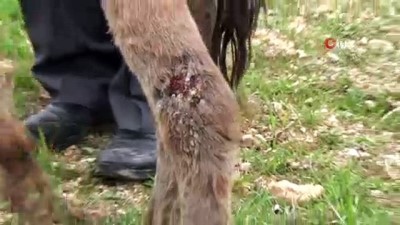 hayvan severler -  Gaziantep'te sıpaya akıl almaz işkence  Videosu
