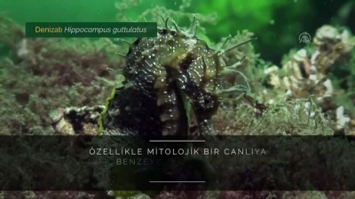 kalkan baligi - İzmit Körfezi'nin su altı yaşamı görüntülendi - KOCAELİ Videosu