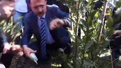 kozmetik urun - Türkiye'den Avrupa'ya 14 bin ton defne yaprağı ihracatı - MUĞLA  Videosu