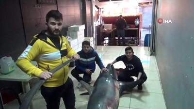 balik pazari -  Akdeniz'de 3 günde ikinci dev köpek balığı yakalandı  Videosu