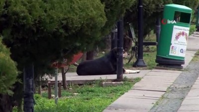 mahalle muhtarligi -  Köpeklerin saldırdığı 2 kişi hastanelik oldu  Videosu