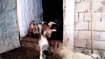 tarim -  Başıboş köpekler hayvan sürüsüne saldırdı Videosu