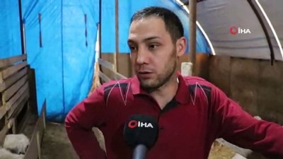 keci -  Oğlaklardan sahiplerine yorgunluk masajı  Videosu