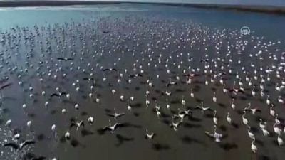 kislak - Trakya'nın kuş cennetinde kuş sayısı artıyor - EDİRNE  Videosu