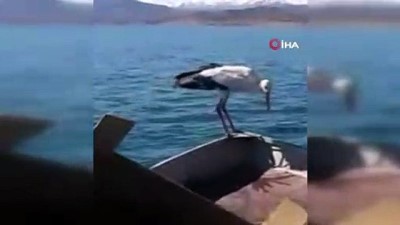 baraj golu -  5 yıllık dostu 'Leylek' bu yılda geldi  Videosu