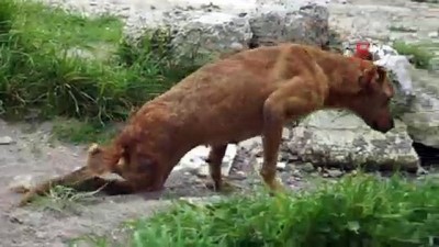 otenazi -  Bacakları tutmayan köpek yeni yürüteciyle koşuyor  Videosu