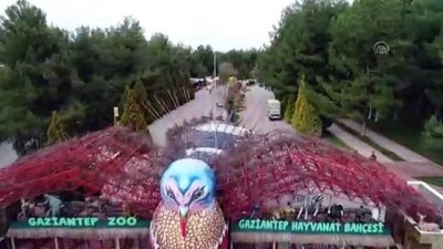 hayvanat bahcesi - Gaziantep Hayvanat Bahçesi'nin müzmin bekarlarına eş aranıyor  Videosu