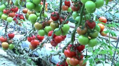 termal su - Nebati: 'Seracılığı geliştirecek adımlar attık' - ŞANLIURFA  Videosu