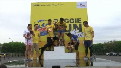 Sevimli dostlarımız köpeklerin koşu heyecanı