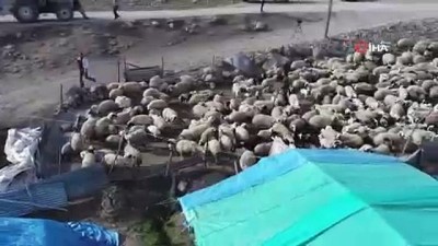 keci -  Anneleri ölen kuzular, keçilerin sütü ile besleniyor  Videosu