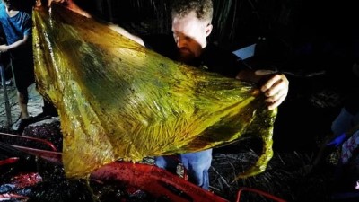 balina - : Filipinler'de karaya vuran balinanın midesinden 40 kg plastik çıktı Videosu