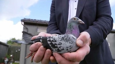 Video: Yarış güvercini açık artırmada 1.2 milyon euroya satıldı