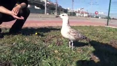 isaf -  Yaralı martı en 'güvenlikli' yere düştü  Videosu