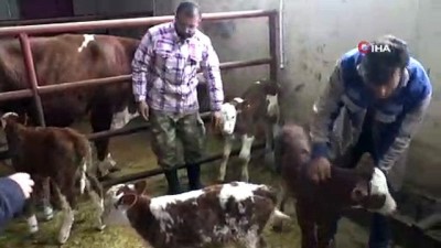 buyukbas hayvan -  Devlet desteği ile çiftliğin kapasitesini arttırdı  Videosu