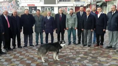  MHP seçim irtibat bürosunun önünde uluyan kurt köpeği şaşırttı 