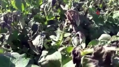  Patates üreticilerini don vurdu 