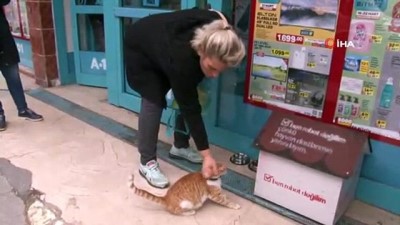 yansima -  Fenomen kedi, market çalışanları tarafından sahiplenildi Videosu