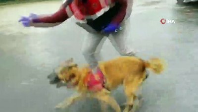  Jandarma köpeği 'Atak'tan zehir tacirlerine darbe 