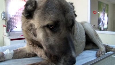 hastane -  Mardin’de bir köpek av tüfeği ile vuruldu  Videosu