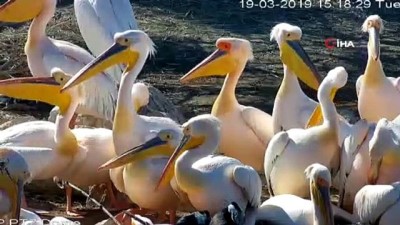 pelikan -  Ak pelikanlar Amasya’ya yine erken geldi... Eşsiz manzara havadan görüntülendi  Videosu