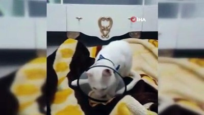 yargi sureci -  Beşinci kattan düşen kedisi için 190 bin lira harcadı ama hayatta tutamadı  Videosu