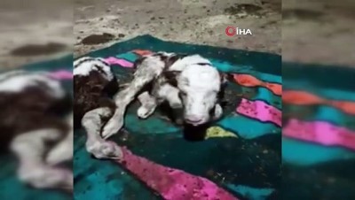 besi ciftligi -  İki ineği 15 günde 5 buzağı doğurunca sevincini sosyal medyadan paylaştı  Videosu