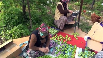 yakin plan -  Silifke'de erik hasadı başladı  Videosu