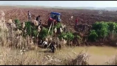 Tahliye kanalına düşen inek kurtarıldı - ŞANLIURFA