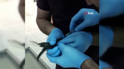  Ayağına ip dolanan kırlangıç itfaiye tarafından kurtarıldı 