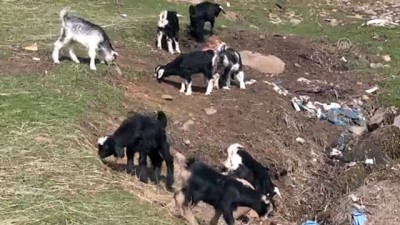 haberciler - Bingöllü çobana 'koyunlarla imtihanı' ün getirdi  Videosu