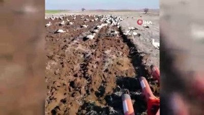 ilkbahar -  Binlerce leylek çiftçiye eşlik etti  Videosu