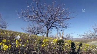 kuru kayisi - Malatya Ovası gelin gibi süslendi - MALATYA Videosu