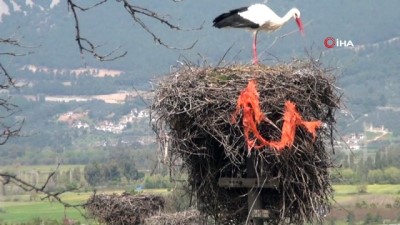  Yuva yapmaya üşenen leyleğin uyanıklığı 