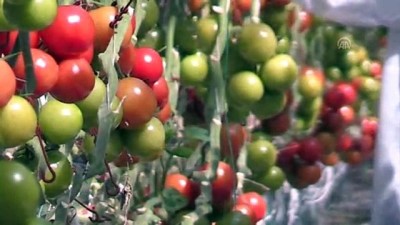 akilli sistem - 'Dünya, Türk domatesinden vazgeçemiyor' - ŞANLIURFA  Videosu