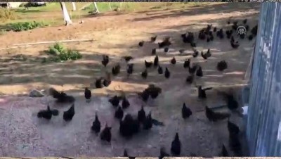 tavuk ciftligi - Tavuklarına 'Mozart' dinletiyor yumurta siparişlerine yetişemiyor - BURSA  Videosu