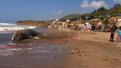 balina - ABD'de bir gri balina Malibu kıyılarına vurdu  Videosu