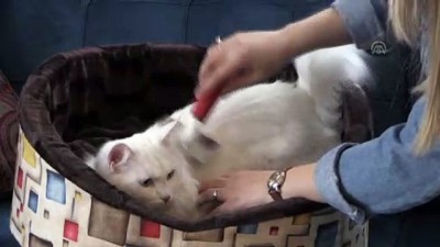 En güzel Van kedisi 'Spak'a özel bakım - VAN 