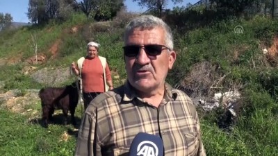 cami minaresi - 15 yıldır aynı direğe yuva yapıyorlar (1) - ANTALYA  Videosu