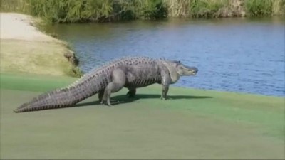 golf - Golf sahasında giren dev timsah korkuya neden oldu  Videosu