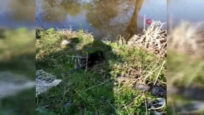 yuzme -  Kırklareli'de su maymunu yakalandı: 'İstilacı hayvanı görenler bildirsin' Videosu