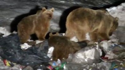 dogal besin - Kış uykusundan uyanan bozayılar çöplüğün yolunu tuttu - KARS  Videosu