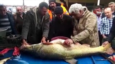 turna baligi -  Sudan çıkarmaları 1 saatlerini aldı... Dev Turna balığı Erzincan'da ilgi odağı oldu  Videosu