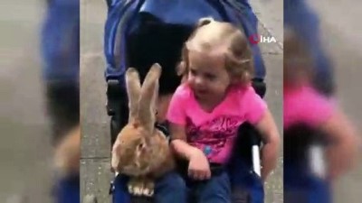  - Dev tavşan ile küçük kızın dostluğu görenlerin yüzünü güldürüyor
