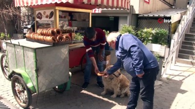 gevrek -  İzmir gevreği sevdalısı köpek 'Daisy'...Her gün gevrekçiye gidip karnını doyuruyor  Videosu