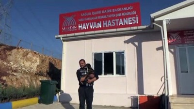 sokak kopegi - Köpeğe katarakt ameliyatı yapıldı - MARDİN  Videosu