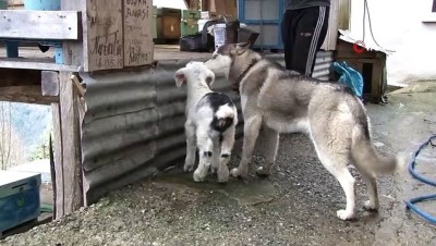 keci -  Sibirya kurdu ile yavru keçinin dostluğu  Videosu